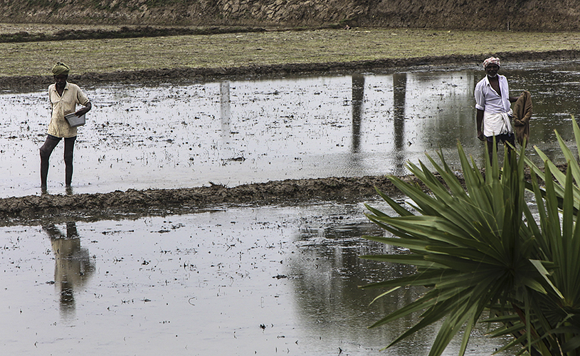 Fertilizing the Fields 3-Kumbakkonam